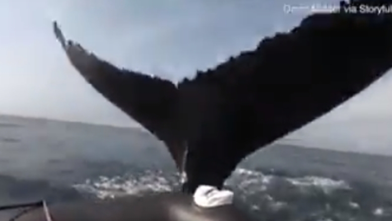 H στιγμή που μία φάλαινα χτυπάει με την ουρά της τουριστικό σκάφος (vid)