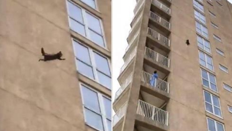 Δεν ήταν ο Daredevil, ήταν ένα ρακούν που πήδηξε από τον 9ο όροφο και επέζησε (pics & vid)