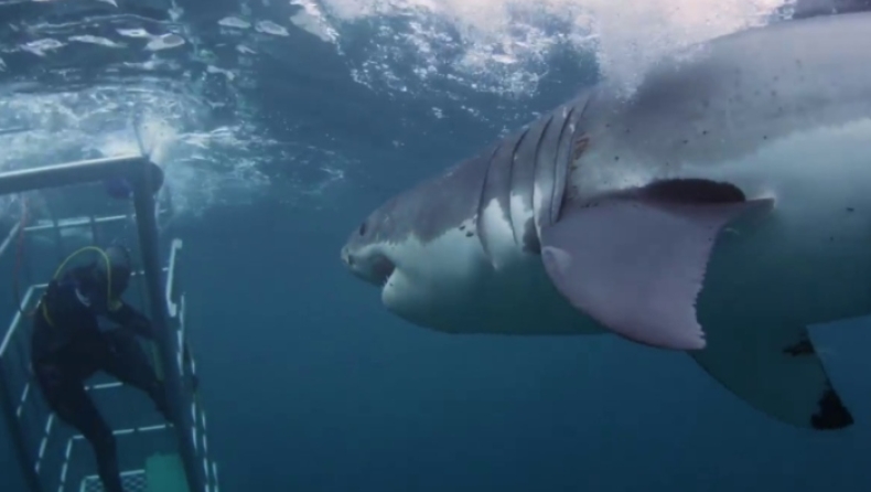 Τεράστιος λευκός καρχαρίας προσπαθεί να εισβάλει στο ατσάλινο προστατευτικό κλουβί δυτών (vid)