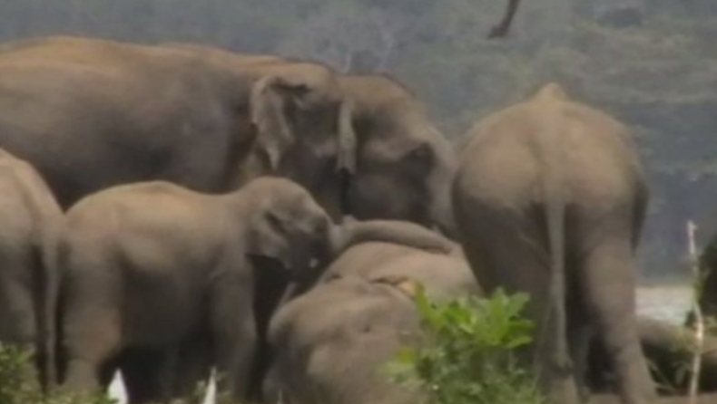 H συγκλονιστική στιγμή που 300 ελέφαντες αποχαιρετούν τον νεκρό αρχηγό τους (vid)
