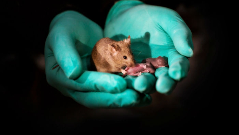 Βιολόγοι δημιούργησαν ποντίκια από γονείς ίδιου φύλου