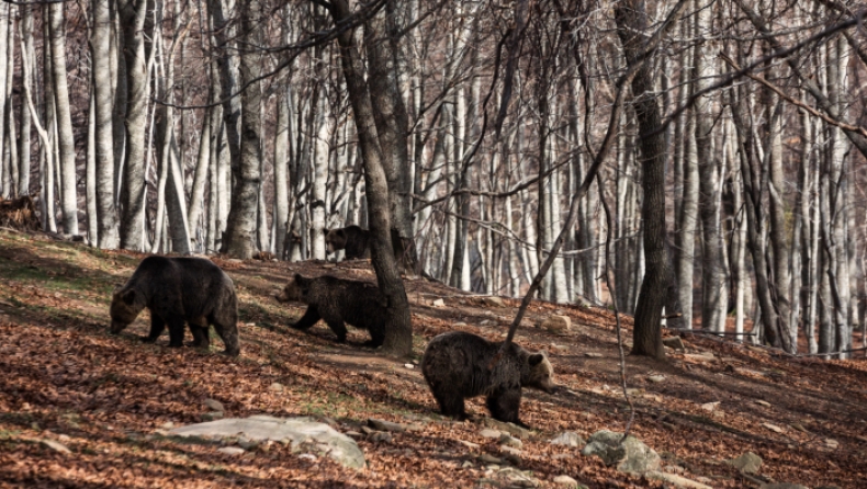 Αρκούδα βάρους 390 κιλών σκοτώθηκε από τροχαίο στην Καστοριά