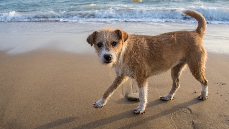 Νέα απίστευτη κτηνωδία στην Κρήτη: Έκαψαν σκυλάκι ζωντανό