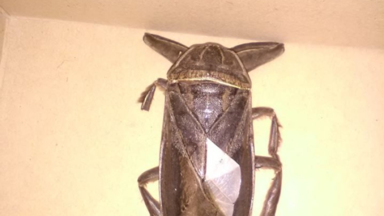 Tο σπάνιο σαρκοφάγο έντομο που «τρομοκράτησε» τη Λαμία (pics)