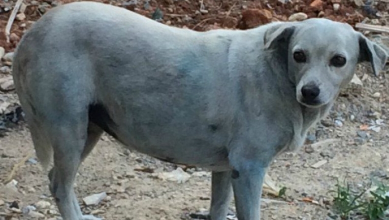 Νίκησε ξανά η ανθρώπινη βλακεία: Έβαψαν σκυλίτσα με μπλε μπογιά στο Ηράκλειο! (pics)