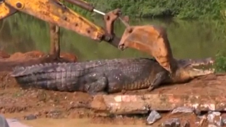 Αιχμαλώτισαν κροκόδειλο-«γίγαντα» στη Σρι Λάνκα: Ζύγιζε ένα τόνο κι είχε μήκος 5,5 μέτρα (pics & vid)