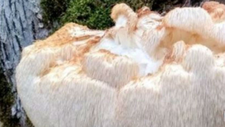 Στα Τρίκαλα βρέθηκε σπάνιο μανιτάρι που ζυγίζει 5,5 κιλά (pic)
