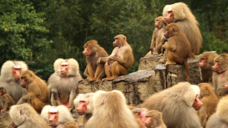 Μαϊμούδες λιθοβόλησαν μέχρι θανάτου 72χρονο Ινδό αγρότη (pics)