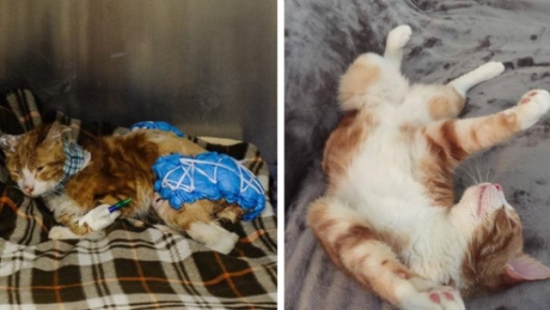 Η απόλυτη μεταμόρφωση: 10 ζώα πριν και μετά τη διάσωσή τους (pics)