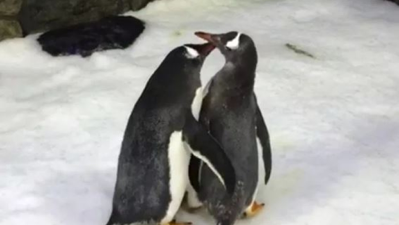 Ζευγάρι gay πιγκουίνων απέκτησε παιδί (pics & vids)
