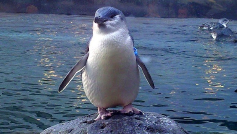 Εξήντα πιγκουίνοι που απειλούνται με εξαφάνιση βρέθηκαν νεκροί στην Τασμανία