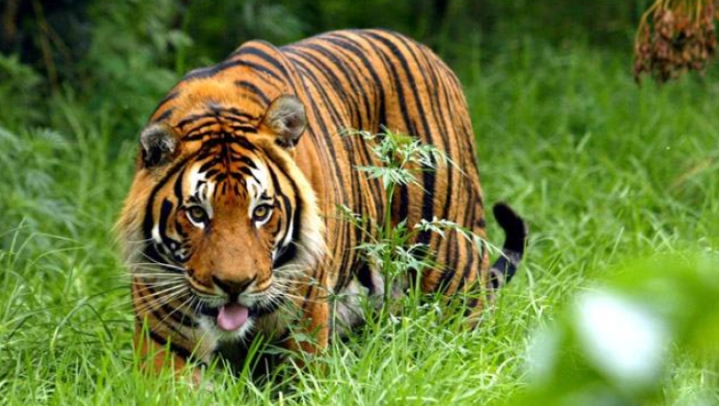 Τρόμος στην Ινδία με ανθρωποφάγο τίγρη: Προσπαθούν να την αιχμαλωτίσουν με δόλωμα... αντρική κολόνια (pics)