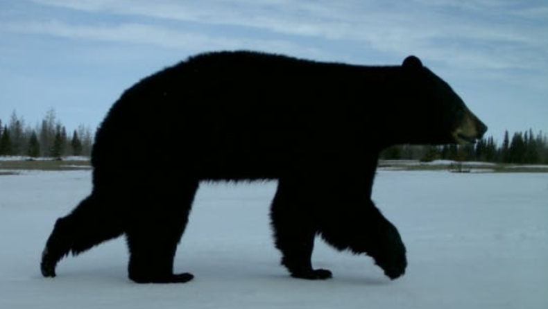 H κλιματική αλλαγή στα χειρότερά της: Τρία είδη αρκούδων για πρώτη φορά μαζί στην ίδια περιοχή (pics)