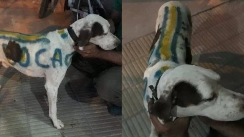 Απαράδεκτος οπαδός της Μπόκα έβαψε τον σκύλο του στα χρώματα της ομάδας