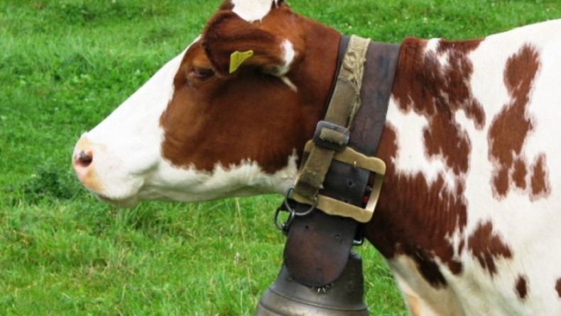 Με δημοψήφισμα θα αποφασίσουν οι Ελβετοί αν οι αγελάδες τους θα έχουν κέρατα ή όχι