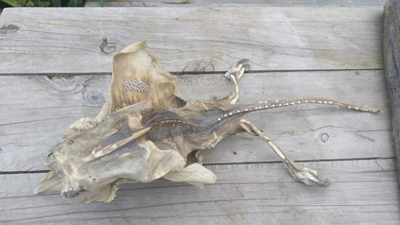Απόκοσμος σκελετός ξεβράστηκε σε ακτή της Νέας Ζηλανδίας (pics)