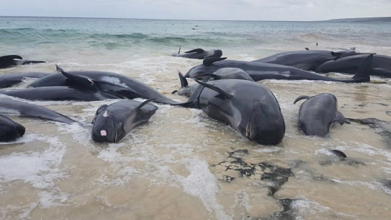Άλλα 50 μαυροδέλφινα εξόκειλαν και πέθαναν στις ακτές της Ν. Ζηλανδίας