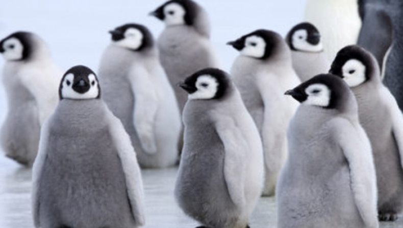 Συνεργείο του BBC διέκοψε γύρισμα για να σκάψει πέρασμα για να σωθούν μωρά πιγκουίνων (vid)