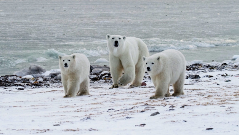 Οι αυξανόμενοι πληθυσμοί πολικών αρκούδων απειλούν χιλιάδες ιθαγενείς του Αρκτικού κύκλου (pics)