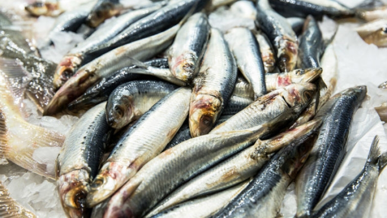 Τα ψάρια του Αμβρακικού έχουν μεγαλύτερη διατροφική αξία