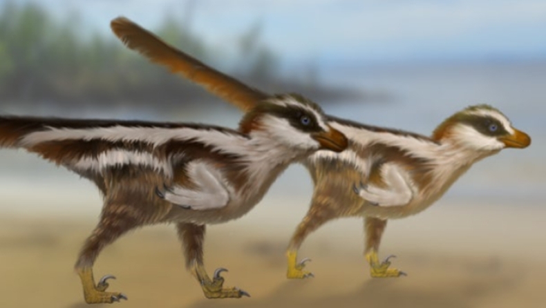 Ο μικρότερος δεινόσαυρος είχε το μέγεθος παπαγάλου και ζούσε στην προϊστορική Κορέα (pics & vid)
