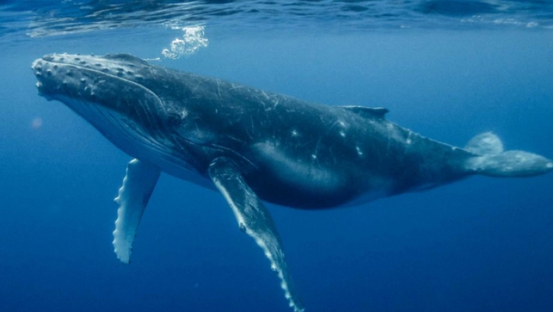 Οι φάλαινες αλλάζουν από μόνες τους τα «τραγούδια» με τα οποία επικοινωνούν (pic & vid)