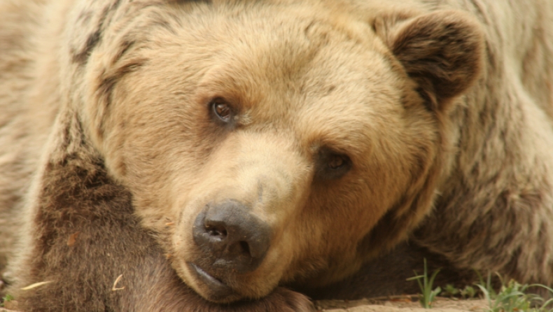 Έγκυος αρκούδα βρέθηκε δηλητηριασμένη και ακρωτηριασμένη στην Κοζάνη