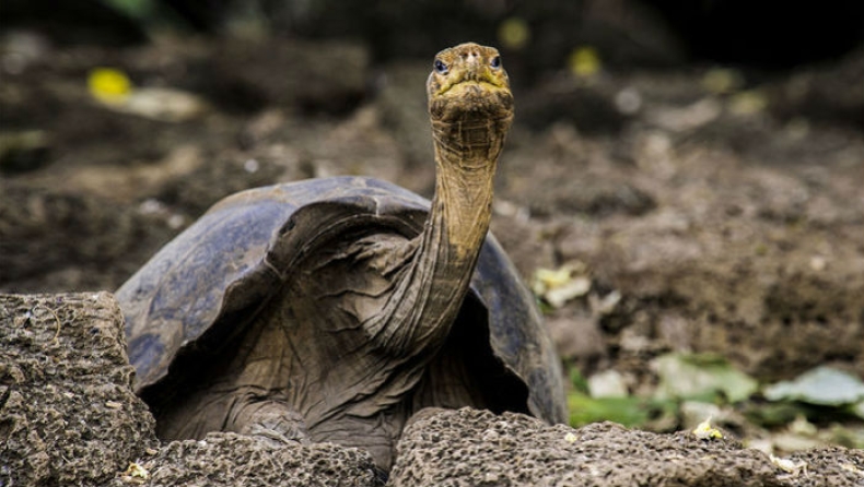 Η αιωνόβια χελώνα των Γκαλαπάγκος «διδάσκει» τα μυστικά της μακροζωίας (pics)