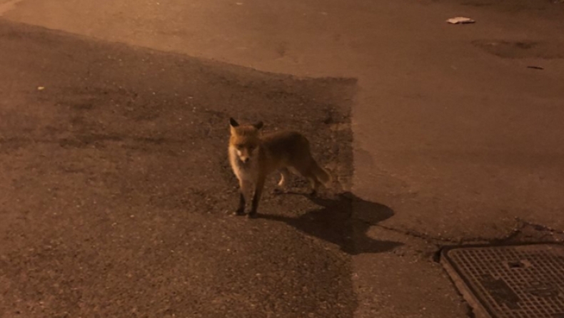 Αλεπουδάκι κάνει βόλτες στους δρόμους του Βύρωνα (pic & vid)
