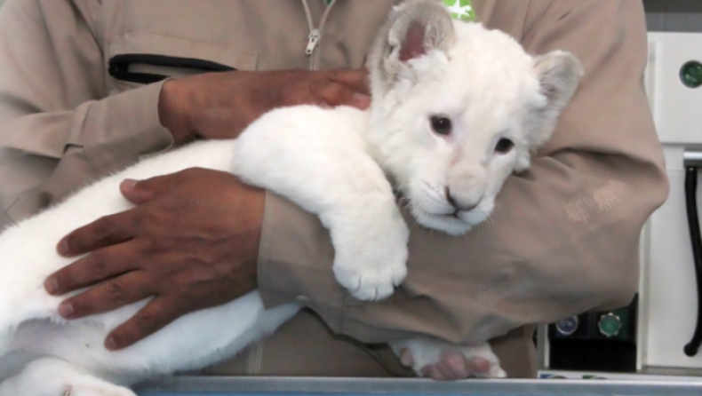 Σπάνιο λευκό λιοντάρι κάνει την πρώτη του δημόσια εμφάνιση (pics & vid)