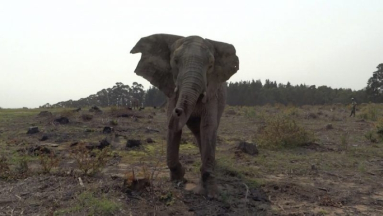 Αφρικανικός ελέφαντας κάνει έφοδο σε γκρουπ πανικόβλητων τουριστών (vid)