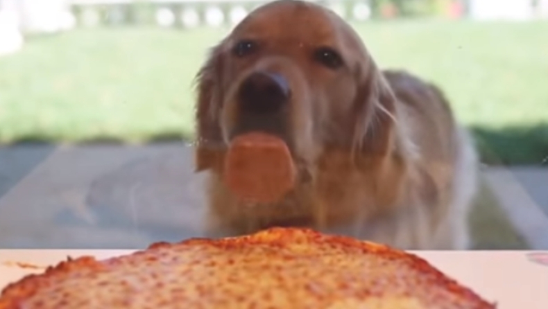 Σκύλος... λιγουρεύεται πίτσα και δεν σταματά να γλείφει μία βιτρίνα (vid)