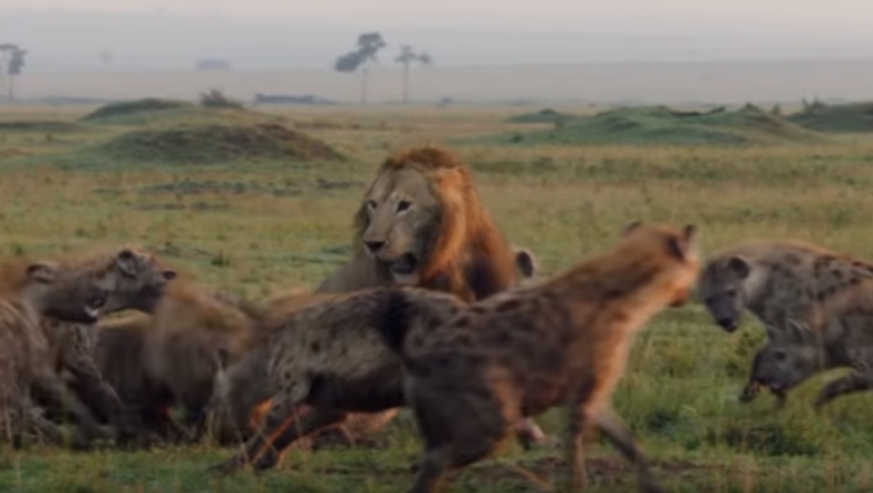 Ο «Βασιλιάς της ζούγκλας» είναι εδώ: Λιοντάρι τα βάζει με 20 ύαινες και θριαμβεύει (vid)
