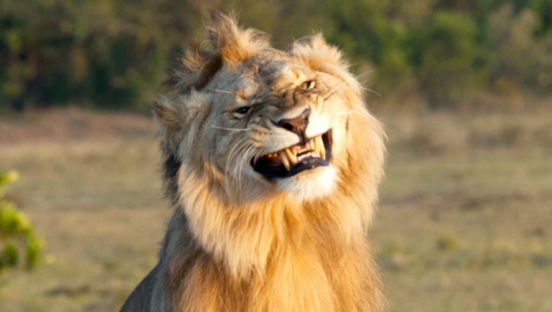 Λιοντάρια «πιάστηκαν» να ερωτοτροπούν κι οι αντιδράσεις του αρσενικού τα λένε όλα (pics)