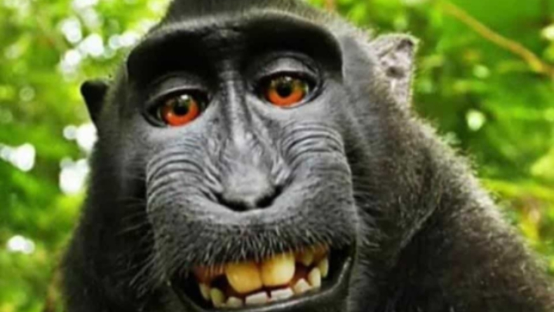 Οι πιο viral ιστορίες από τις ΗΠΑ για το 2018: Μέλισσες στην Times Square κι ο πίθηκος που βγάζει selfie (pics & vids)