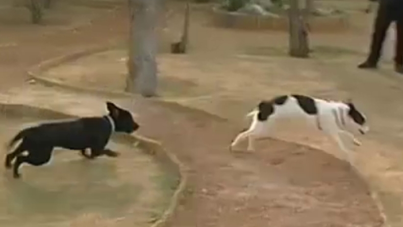 Πρότυπο πάρκο αναψυχής για σκύλους στο Γαλάτσι (vid)
