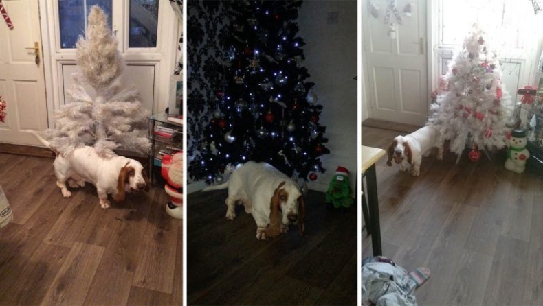 Σκύλος χορεύει χριστουγεννιάτικα τραγούδια κάτω από το δέντρο (vid)