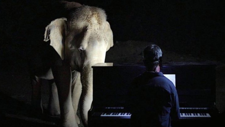 Ελέφαντες που έχουν διασωθεί δακρύζουν με χριστουγεννιάτικες μελωδίες στο πιάνο (vid)