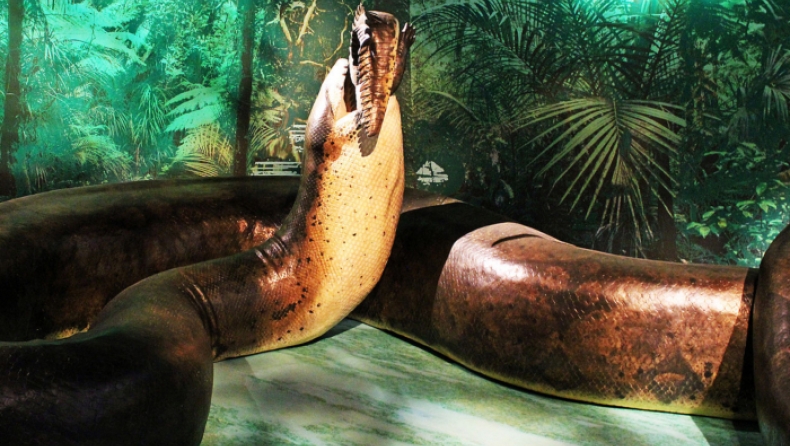 Τιτανοβόας: Το μεγαλύτερο φίδι της ιστορίας έφτανε σε μήκος τα 13 μέτρα και σε βάρος τους 1,2 τόνους (pics & vid)