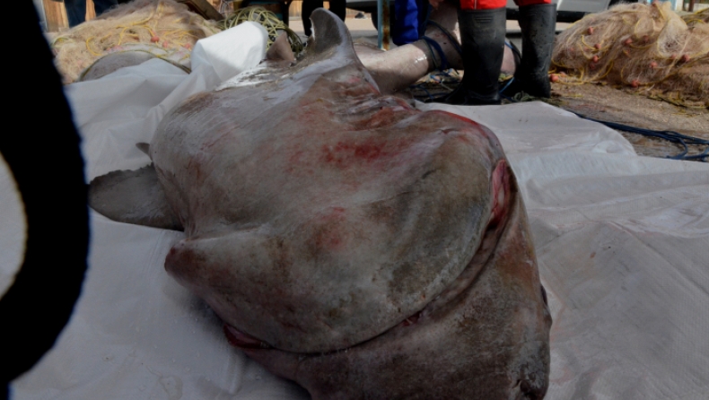Στην Αργολίδα ψάρεψαν σκυλόψαρο 200 κιλών (pics)