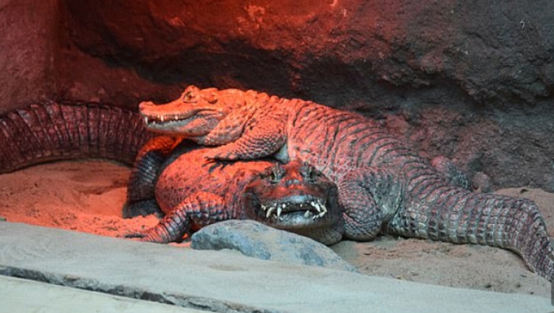 Αρσενικός αλιγάτορας αδυνατεί να ζευγαρώσει εδώ και 50 χρόνια λόγω μεγέθους... γεννητικών οργάνων (pics)