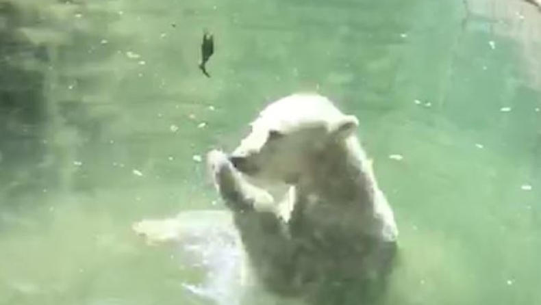 Πολική αρκούδα κάνει σαν να προσπαθεί να σώσει το πουλί που της πέταξαν για να φάει (vid)