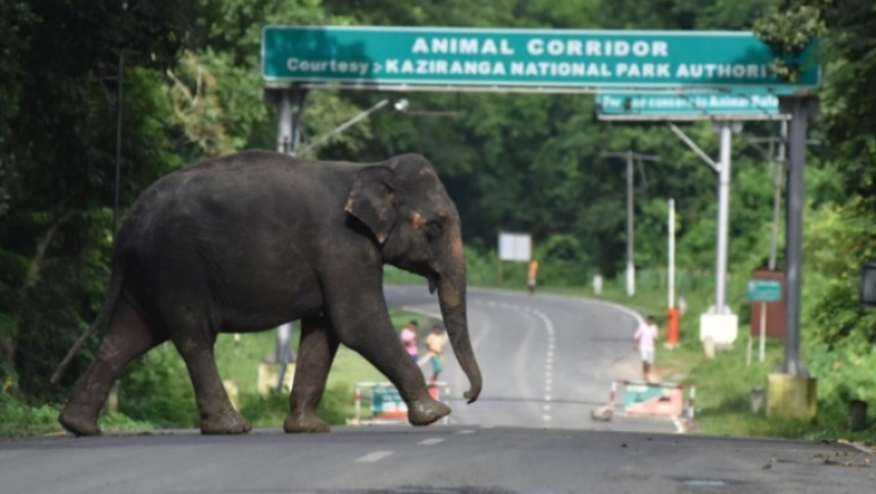 Απελευθερώθηκε ελέφαντας που ήταν σε αιχμαλωσία για 50 συνεχόμενα χρόνια (pics & vid)