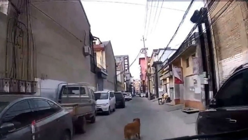 Σκύλος οδήγησε διασώστες στο λιπόθυμο αφεντικό του (vid)