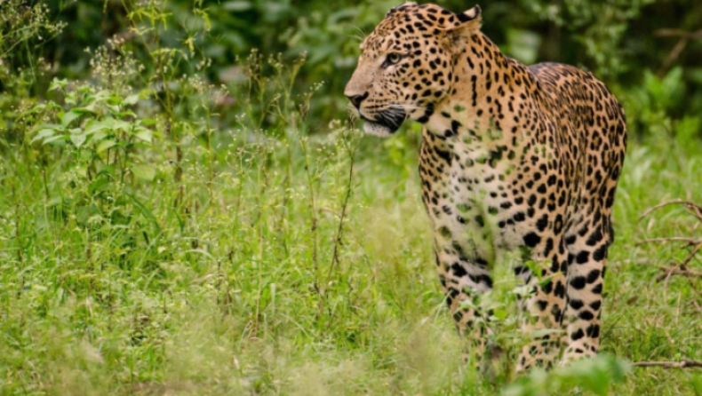 Με drones και ελέφαντες αναζητούν στην Ινδία λεοπάρδαλη που δραπέτευσε από πάρκο