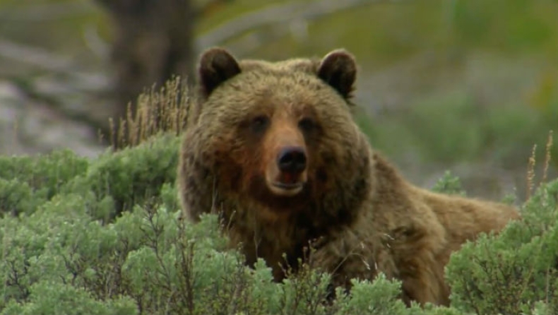 Ο 3χρονος που επέζησε 48 ώρες σε παγωμένο δάσος, λέει ότι τον προστάτεψε μία αρκούδα