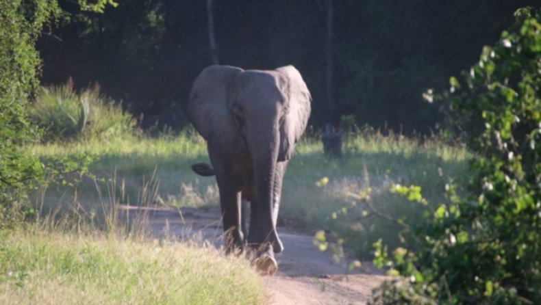 Οι ελέφαντες της Μοζαμβίκης «απαντούν» στους λαθροθήρες και γεννιούνται χωρίς χαυλιόδοντες (pics & vid)
