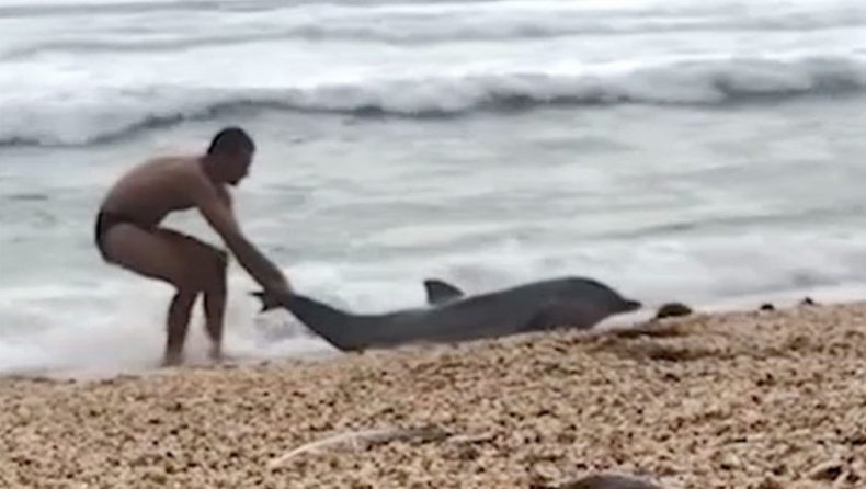 Η ατελείωτη προσπάθεια ενός ανθρώπου να σώσει δελφίνι που βγήκε στην στεριά (vid)