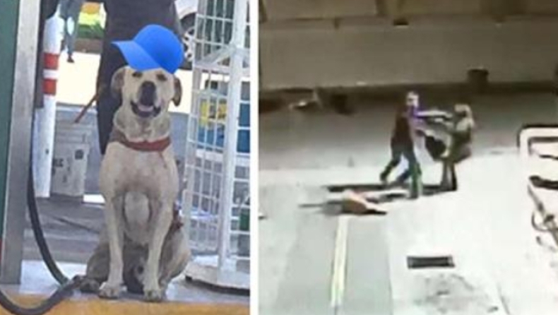 Υιοθέτησαν αδέσποτο σκύλο κι εκείνος τους έσωσε από ένοπλη ληστεία (pics & vid)