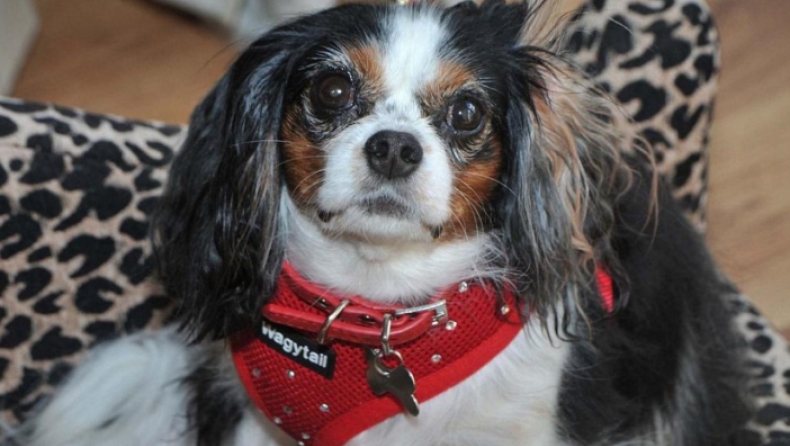Λούσι: Η σκυλίτσα που έγινε η αφορμή για την απαγόρευση της πώλησης ζώων από pet shops (pics)